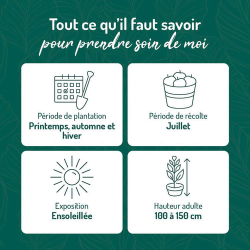 Visuel 2 du produit Cassissier Perles D'Auvergne ®. Le pot de 2 litres