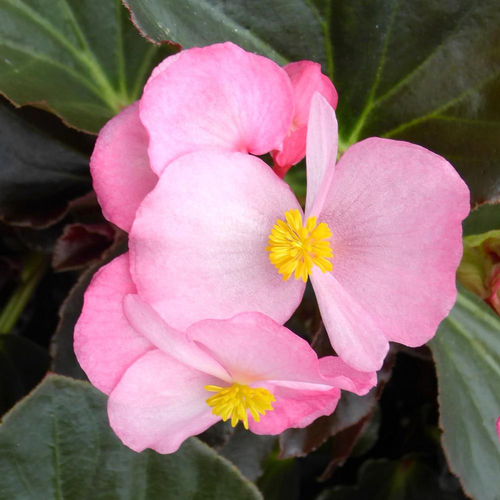 Visuel 1 du produit Begonia Big Feuilles Bronzes Fleurs Roses. Le pot de 1 litre