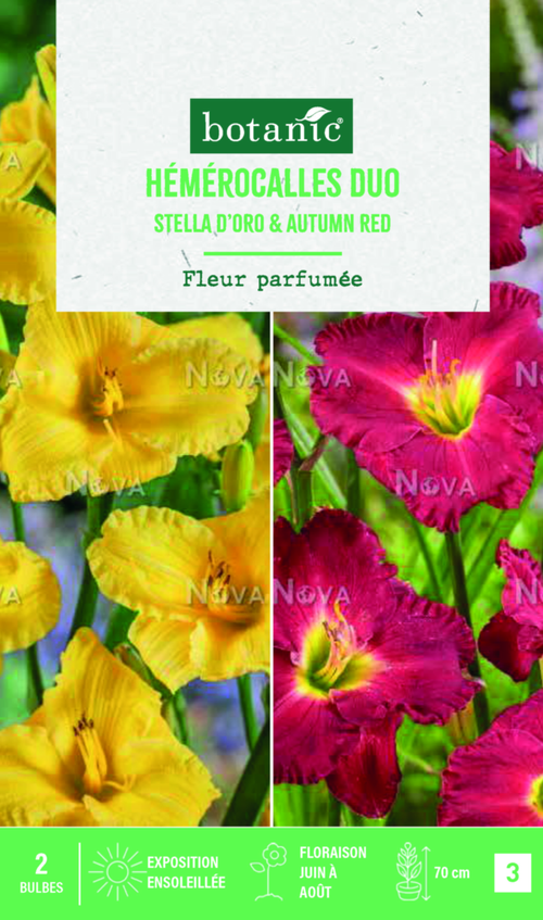 Visuel 1 du produit Bulbes de duo de fleurs Hémérocalles Stella d’oro / Autumn red ® - 1 bulbe