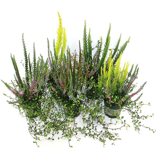 Visuel 1 du produit Erica Melangees - Le pot de 10,5 cm