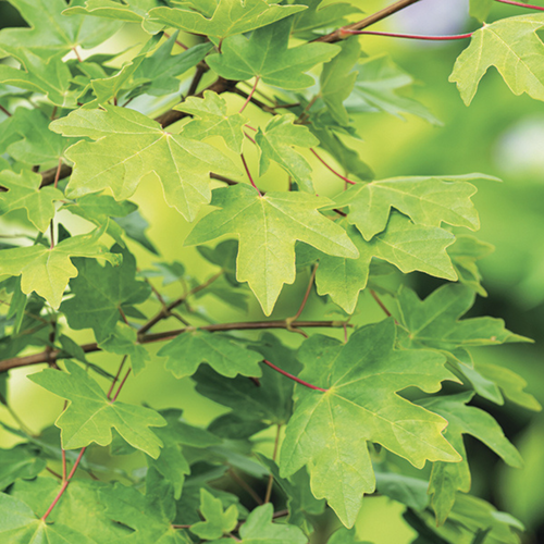 Visuel 2 du produit Érable champêtre vert. Le pot de 3 litres