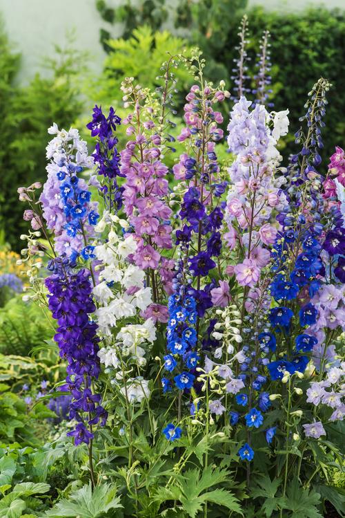 Visuel 1 du produit Pied-d’Alouette Guardian varié - Le pot de 2 litres