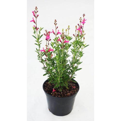 Visuel 1 du produit Sauge Salvia x greggi Flamenco Rose - Le pot de 5 litres