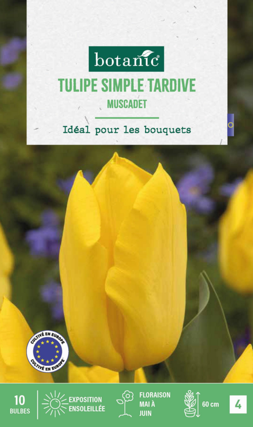 Visuel 1 du produit Tulipe Muscadet botanic® - 10 bulbes