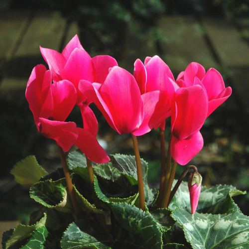 Visuel 1 du produit Mini Cyclamen - La coupe terre cuite de 25 cm