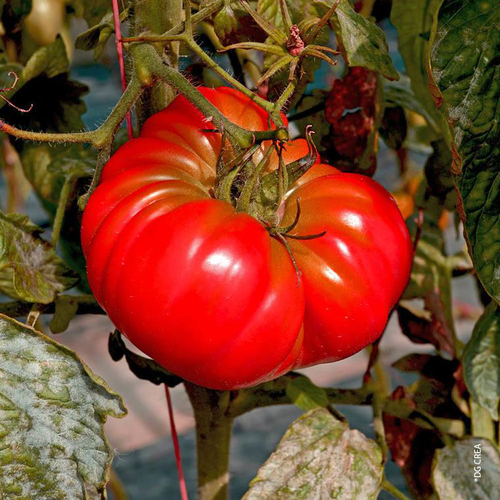 Visuel 1 du produit Tomate Supersteack Bio. Le pot de 10,5 cm
