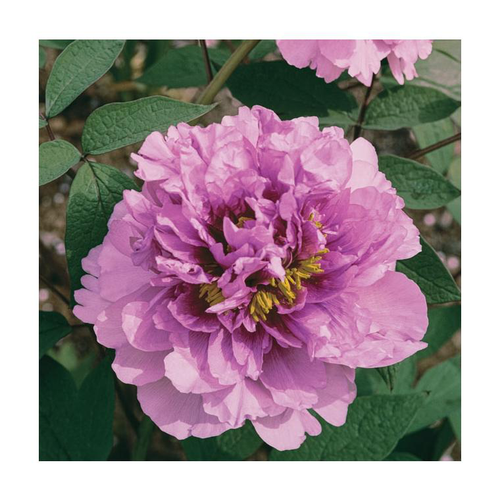 Visuel 1 du produit Pivoine lavande - Le pot de 5 litres