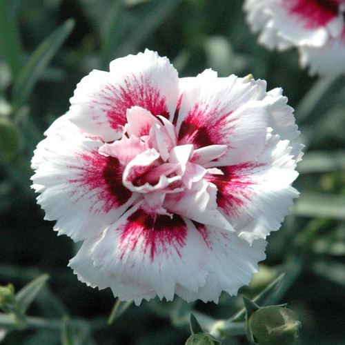 Visuel 1 du produit Œillet Telnelken - Le pot de Ø 13 cm