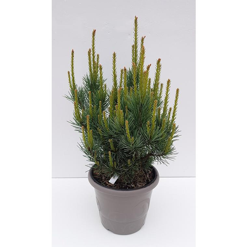 Visuel 1 du produit Pin sylvestre (Pinus Sylvestris) Watereri. Le pot déco de 5 litres