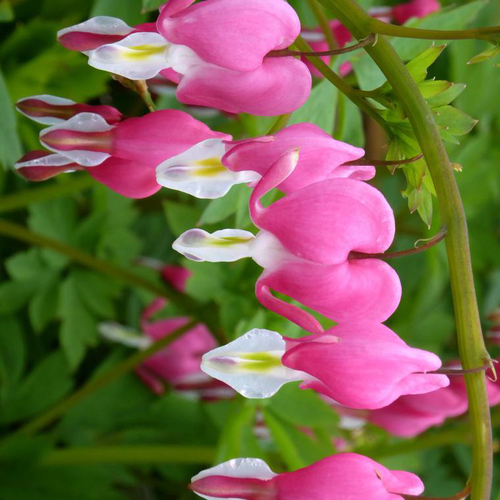 Visuel 1 du produit Cœur de Marie - Le pot de 3 litres