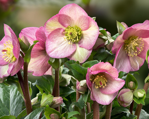 Visuel 1 du produit Hellébore Hgc® Ice N'Roses® Rosetta - Le pot de 2 litres