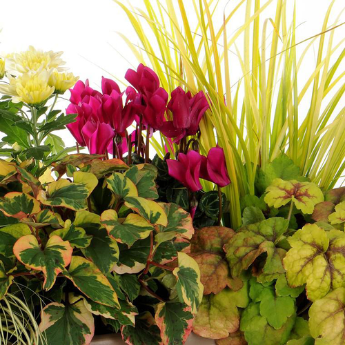 Visuel 1 du produit Suspension d'automne - La suspension de 27 cm