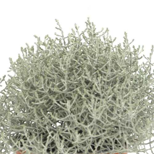 Visuel 1 du produit Calocephalus Brownii - Le pot de 2 litres