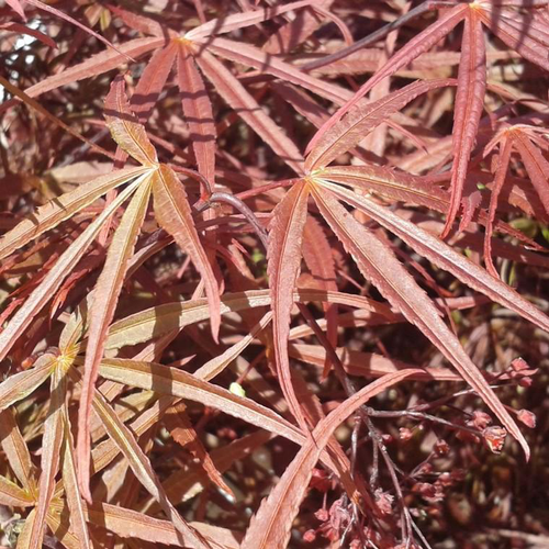 Visuel 1 du produit Érable du Japon Atrolineare rouge. Le pot de 5 litres