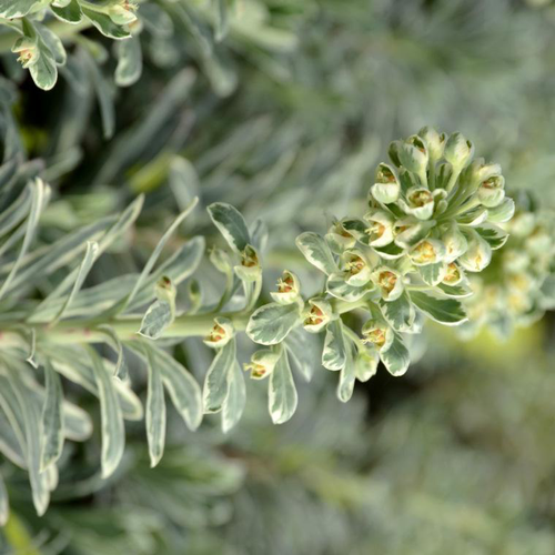 Visuel 1 du produit Euphorbe silver swan wilcott vert en pot de 2 L