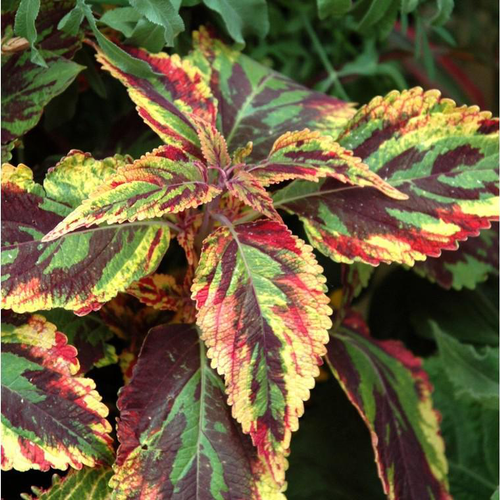 Visuel 1 du produit Coleus - Le pot de 25 cm