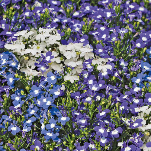 Visuel 1 du produit Lobelia retombant - La barquette de 4 plants