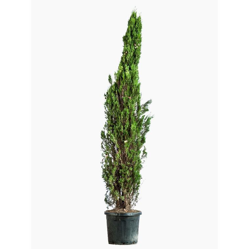 Visuel 1 du produit Cupressus Sempervirens Pyramidalis (Cyprès de Provence) 125/150 en pot de 12 L vert