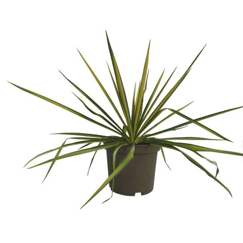 Visuel 1 du produit Yucca Filamentosa Golden Sword