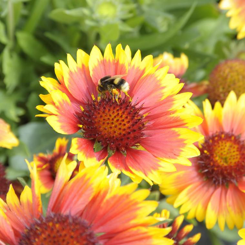 Visuel 1 du produit Gaillarde arizona sun multicolore en pot de 2 L