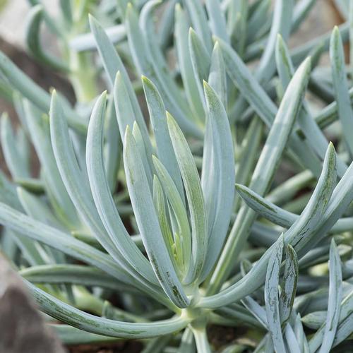 Visuel 1 du produit Senecio ficoïdes. Le pot de 3 litres