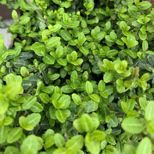 Visuel 1 du produit Fusain du Japon Microphyllus vert. Le pot de 2 litres, 25/30 cm