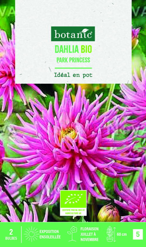 Visuel 1 du produit Bulbes de fleurs Dahlia semi cactus nain Park Princess bio botanic® - 2 bulbes