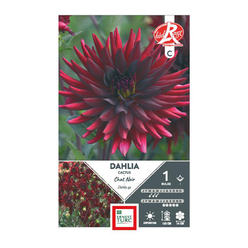 Visuel 1 du produit Dahlia cactus Chat noir rouge foncé Ernest Turc - 1 bulbe