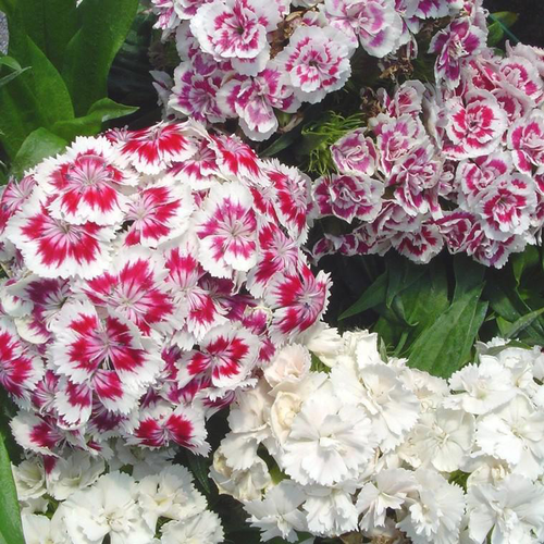 Visuel 1 du produit Œillet de poète - Le pot de Ø 13 cm