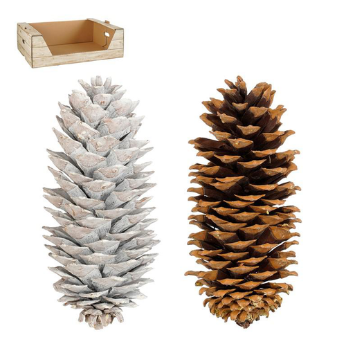 Visuel 1 du produit Grande pomme de pin naturelle