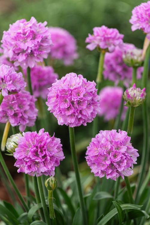 Visuel 1 du produit Armérie DREAMERIA® - Le pot de 2 litres