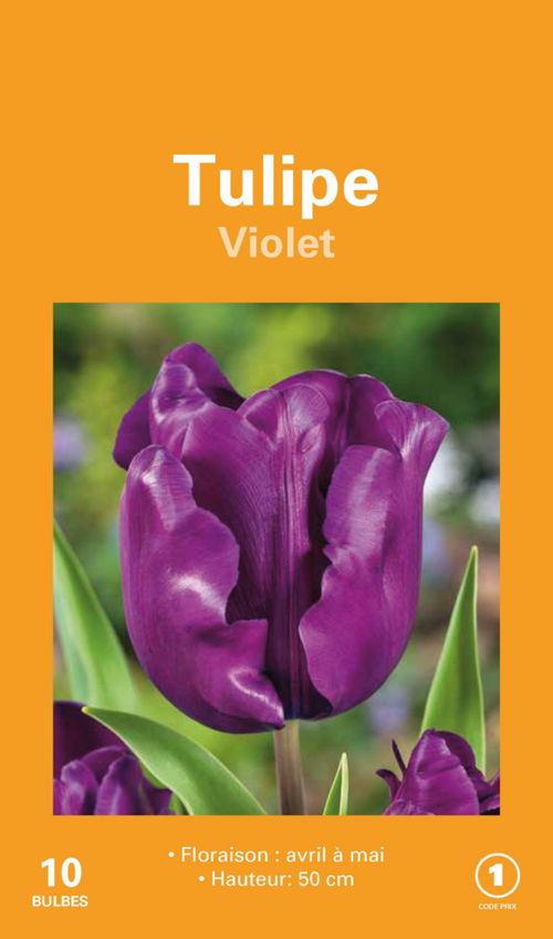 Visuel 1 du produit Tulipe en mélange botanic® coloris violet - 10 bulbes