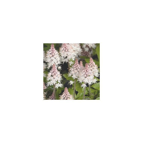 Visuel 2 du produit Tiarella - Le pot de 10,5 cm