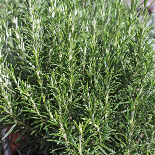 Visuel 1 du produit Romarin Officinal Bio. Le pot de 10,5 cm