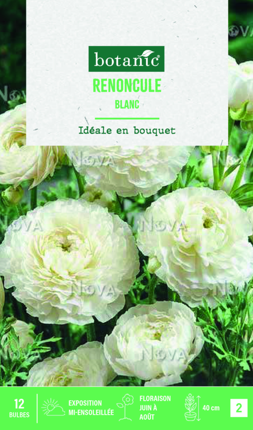 Visuel 1 du produit Bulbes de fleurs Renoncule asiatique blanc botanic® – 12 bulbes