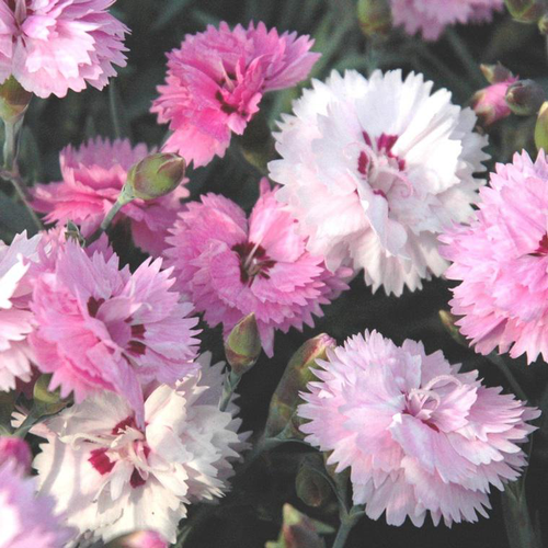 Visuel 1 du produit Œillet odorant - La jardinière de 40 cm