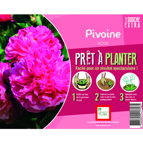 Visuel 1 du produit Souche de Pivoine rose extra en bourriche