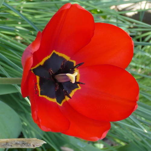 Visuel 1 du produit Tulipe coloris variés. Le pot de 10,5 cm