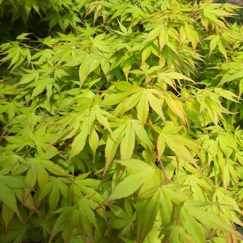 Visuel 1 du produit Érable du Japon Katsura orange. Le pot de 5 litres