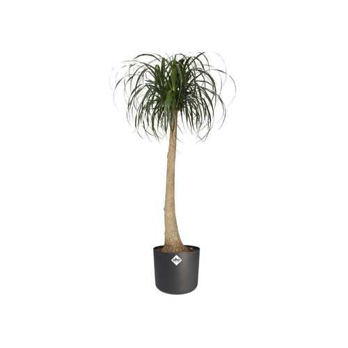 Visuel 2 du produit Cache-pot anthracite Elho b.for soft - Ø 22 cm