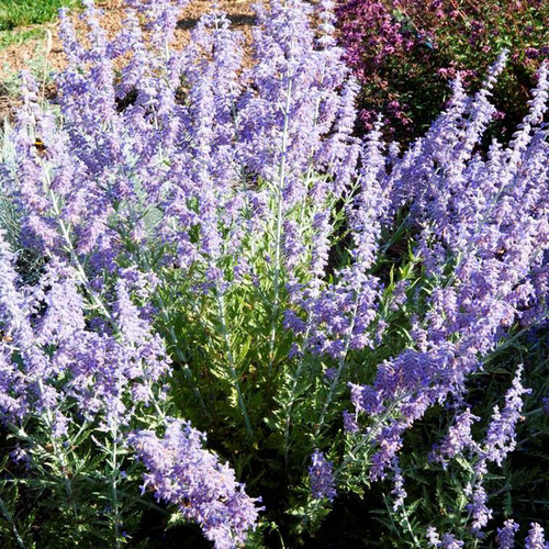 Visuel 1 du produit Sauge de Sibérie Lacy Blue. Le pot de 4 litres