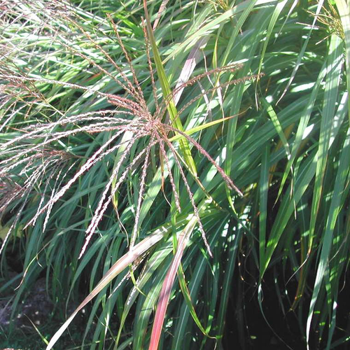 Visuel 1 du produit Miscanthus ou eulalie - Le pot de 4,5 litres.