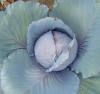 Visuel 1 du produit Chou rouge Fuego F1 rouge. La barquette de 6 plants