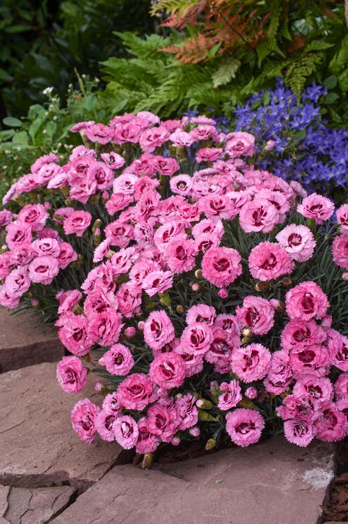 Visuel 1 du produit Œillet mignardise RASPBERRY SUNDAE - Le pot de 2 litres