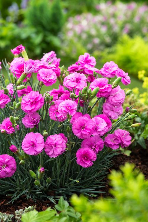 Visuel 1 du produit Œillet mignardise TICKLED PINK - Le pot de 2 litres