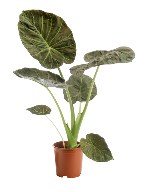 Visuel 1 du produit Alocasia Regal Shields vert. Le pot Ø 19 cm