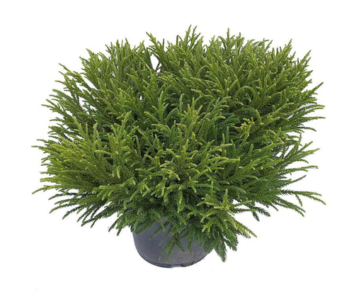 Visuel 1 du produit Cèdre du Japon Little Champion. Le pot de 2 litres