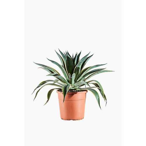 Visuel 1 du produit Agave Desmettiana Variegata en pot de 9 L jaune