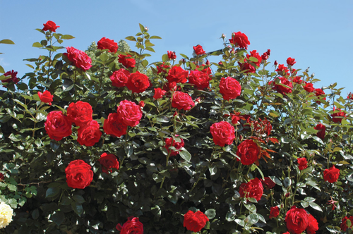 Visuel 1 du produit Rosier Grimpant Le Grand Huit® 'Adabaring' - Le pot de 7,5 litres