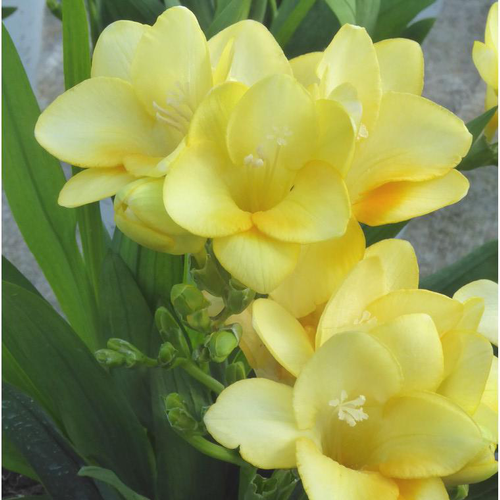 Visuel 1 du produit Freesia - Le pot de 2,5 litres